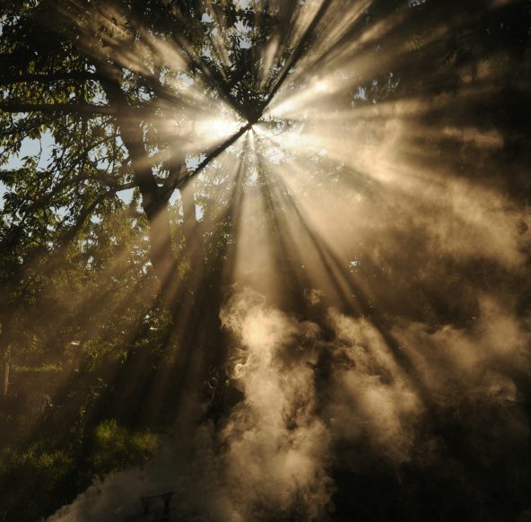 Sunlight streaming through tree branches with mist in the air, creating a serene and ethereal atmosphere in a forest setting